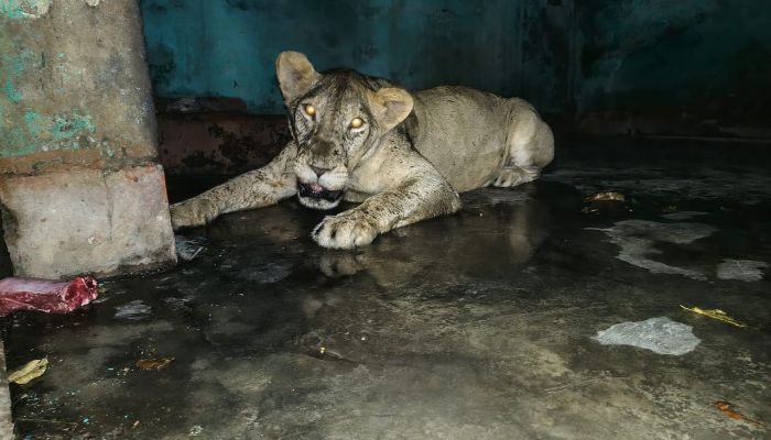 চিড়িয়াখানা থেকে বের হওয়া সিংহ  খাঁচায় ফিরল