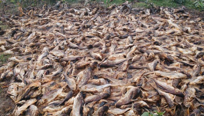 মরছে মাছ, কাজ হচ্ছে না ঔষধে