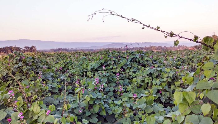 জৈন্তাপুর উপজেলায় শীমের বাম্পার ফলন 