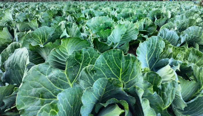 কপি চাষে ব্যস্ত মাটিরাঙ্গা: বাড়ছে উৎপাদন ও আয়