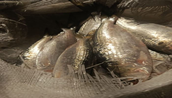 পায়রা সেতুর টোল প্লাজায় ৫ডোল জাটকা জব্দ