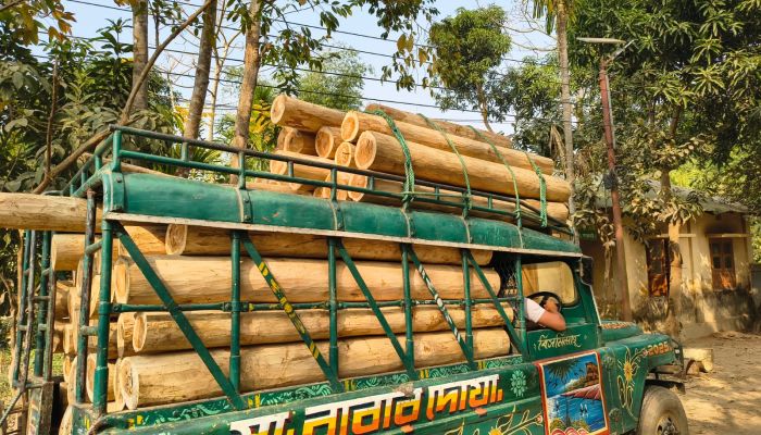 মাটিরাঙ্গায় সেনাবাহিনীর অভিযানে বিপুল পরিমাণ অবৈধ সেগুন কাঠ জব্দ