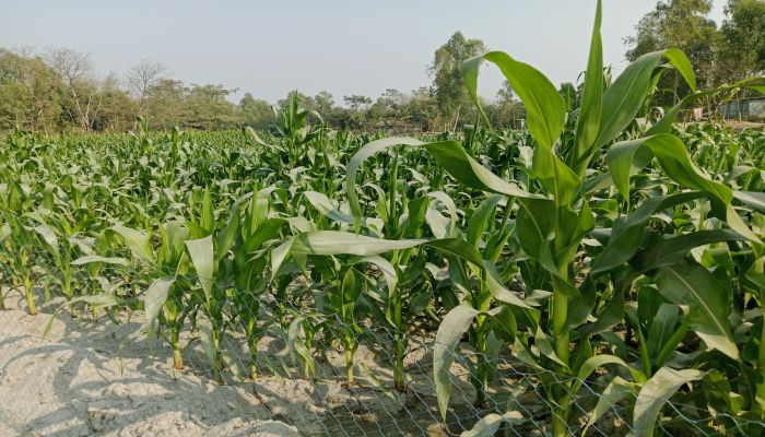 অদম্য সাহস নিয়ে বালু চরে ভুট্টা চাষ 