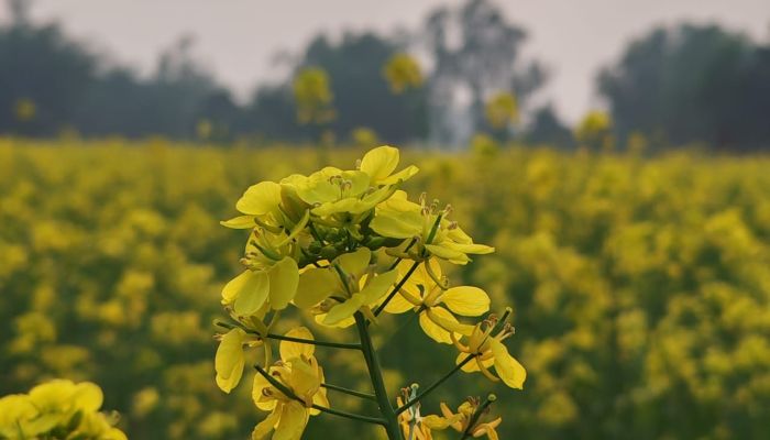 ঝিনাইগাতীতে সরিষার আবাদে হলুদবর্ণে সেজেছে বিস্তীর্ণ মাঠ