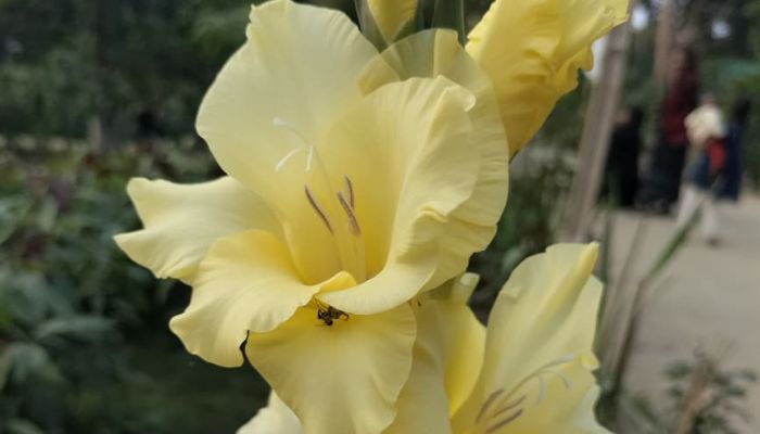 শীতের রাণী ‘গ্লাডিওলাস’ রঙিন সৌন্দর্যে মুগ্ধ প্রকৃতি