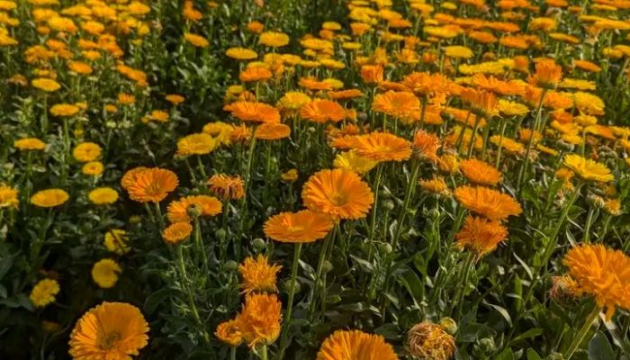 সিংগাইরে ফুলের মৌসুম, কোটি টাকার বাণিজ্যের প্রত্যাশা