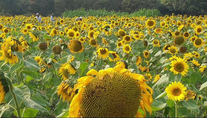 সূর্যমূখী চাষে নতুন উদ্ভাবন কৃষি বিজ্ঞানীদের, উৎপাদন বেড়ে  হেক্টর প্রতি মিলবে ২ টন বিজ