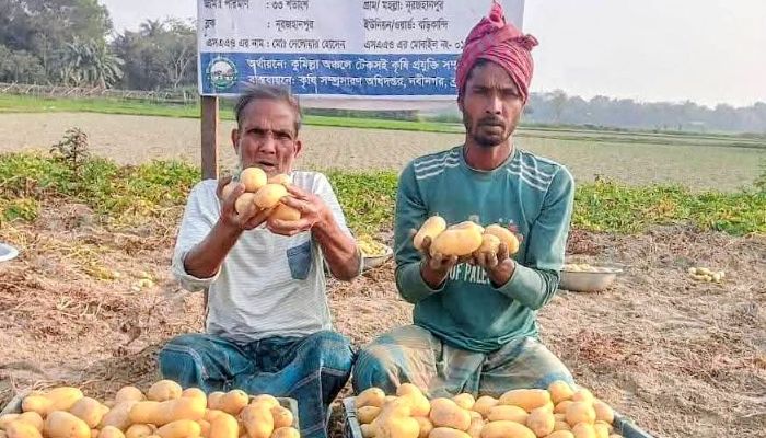 নবীনগরে আলু চাষে সাফল্য: কৃষকের মুখে হাসি!