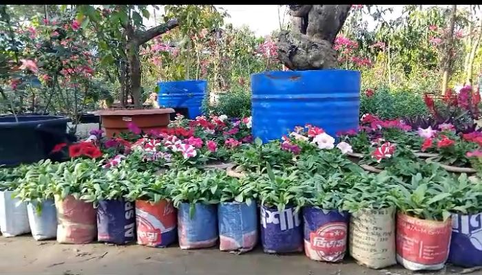 ইটভাটার ধোঁয়া থেকে সবুজ স্বপ্নের পথে: দুই ভাইয়ের সফল ‘আনোয়ার নার্সারি’