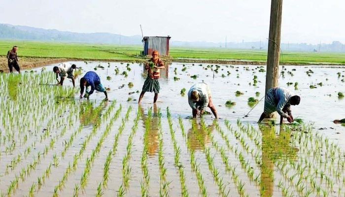 ফসলের উৎসব, মাঠজুড়ে কর্মচাঞ্চল্য