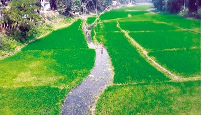 রৌমারীতে নদের নাব্যতায় বুকজুড়ে চলছে ফসলের চাষ