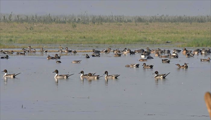 হাকালুকি হাওরে বেড়েছে পরিযায়ী ও জলচর পাখির সংখ্যা, শিকার কমার দাবি শুমারি দলের