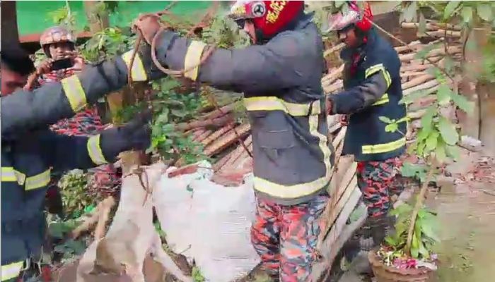 নাটোরে স্যুয়ারেজ ট্যাংকিতে পড়ে যাওয়া মা কুকুর ও বাচ্চাকে উদ্ধার করলো ফায়ার সার্ভিস