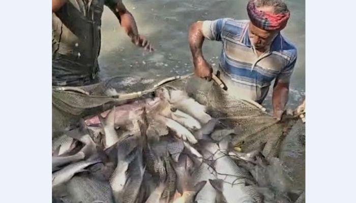 স্বপ্ন থেকে সাফল্য: লক্ষ্মীপুরে নারী উদ্যোক্তা সালেহা বেগম বকুলের মৎস্য খামারের অনন্য দৃষ্টান্ত