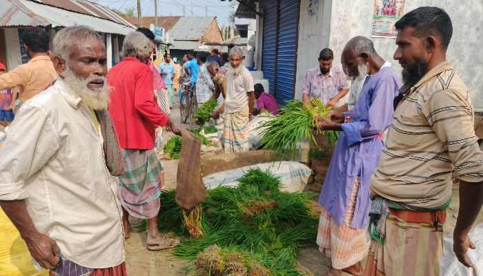 বদরগঞ্জে আঁটি ভেদে ধানের চারা বিক্রি