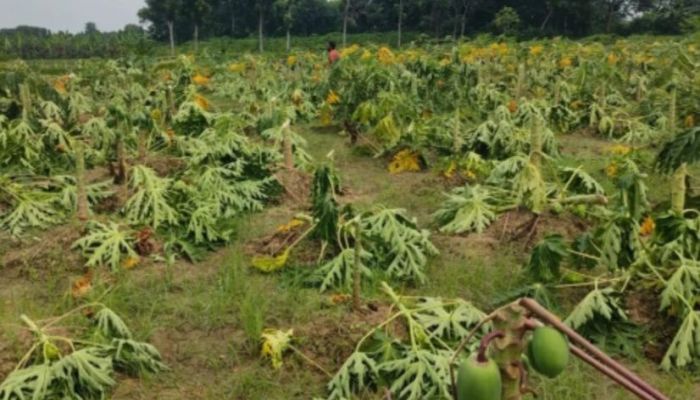 সিংগাইরে পেঁপে বাগান নষ্টের অভিযোগ, ক্ষতি প্রায় ১৫ লাখ টাকা