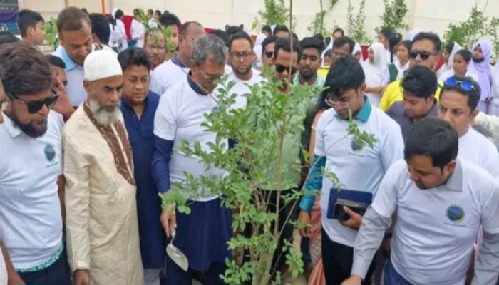চাঁদপুরে সড়ক বিভাগের ২ হাজার  বৃক্ষরোপনের উদ্বোধন করেন এমপি মানিক