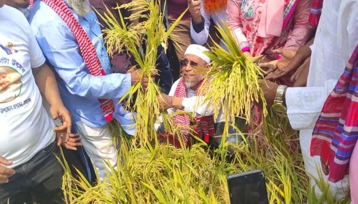 হাওরের ধান ঘরে তুলতে প্রশাসন ও বিএনপি যৌথভাবে কাজ করছে:  লুৎফুজ্জামান বাবর এমপি 