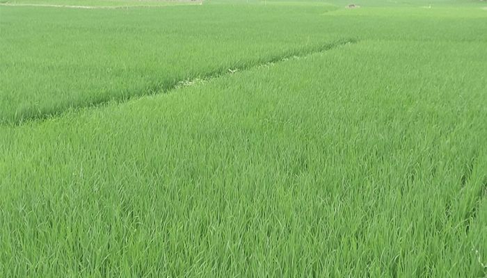 ক্ষতিগ্রস্ত হবেন কৃষক, ক্ষতিগ্রস্ত হবে দেশের কৃষি অর্থনীতি