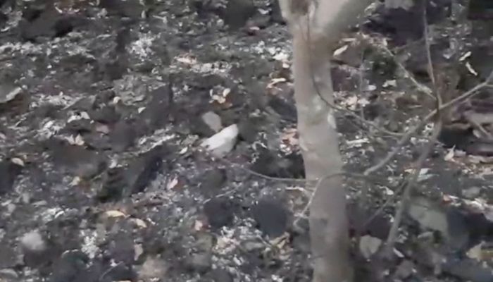 সীতাকুণ্ডে উপকূলীয় বনে আগুন, সহশ্রা‌ধিক গাছ পুড়ে ছাই