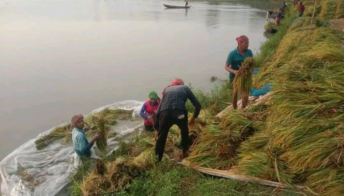 অলোয়া বিলে পানির নিচে পাকা ধান, দিশেহারা কৃষকরা