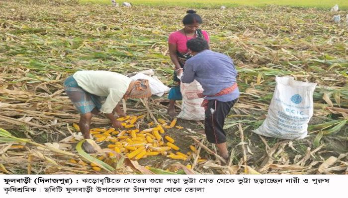 ফুলবাড়ীতে টানা বৃষ্টিপাতে ভুট্টার ফলন ও দাম দুই-ই কম, বিপাকে কৃষক