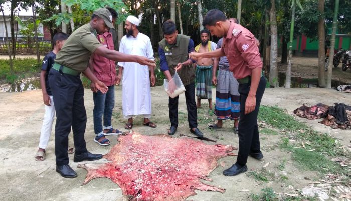 কোরবানির পশুর চামড়া সংরক্ষণে স্বেচ্ছাসেবী ভিডিপি সদস্যরা