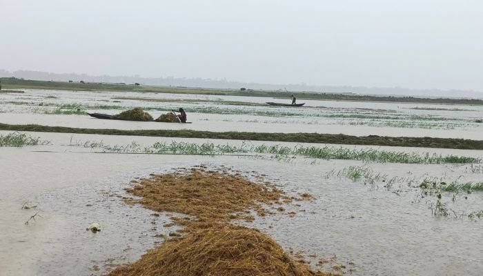 পাকা ধান তলিয়ে গেছে পানিতে, কৃষকের চোখের সামনে মাঠেই নষ্ট হচ্ছে ফসল