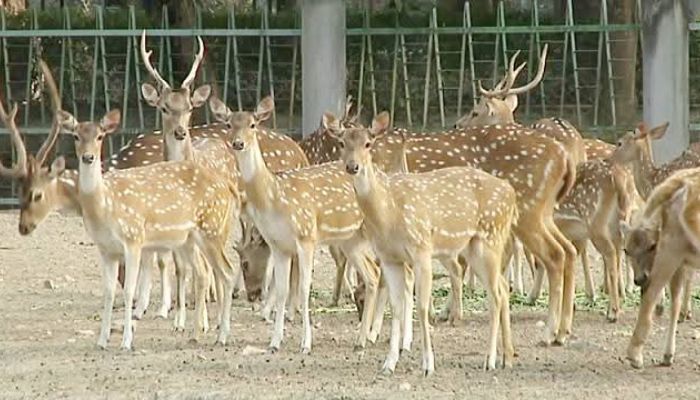 তেত্রিশ একর বিশাল উদ্যানে হরিণ বিচরণের জন্য বরাদ্দ মাত্র এক একর !