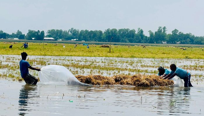চলনবিলে পানির নিচে তলিয়ে গেছে পাকা ধান, শ্রমিক সংকটে দিশেহারা কৃষক