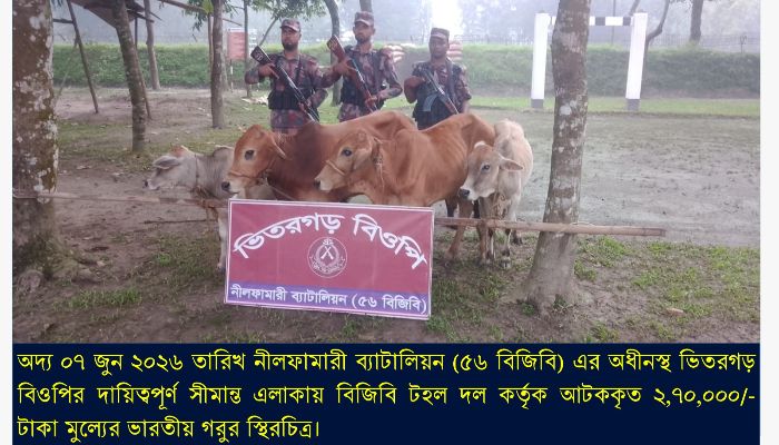 পঞ্চগড় সীমান্তে ৪ ভারতীয় গরু আটক