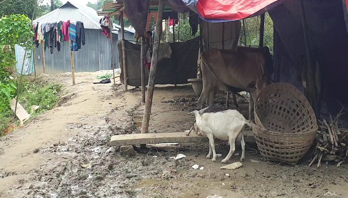 বাড়ি ফিরলেও বাঁধভাঙার দু:সহ স্মৃতি তাড়া করছে মনুনদীর তীরবর্তী বাসিন্দাদের
