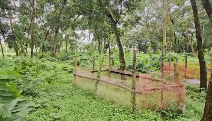 ফেনীতে অজ্ঞাত লাশ পরিবহনে এ্যাম্বুলেন্সের বদলে মেলে ময়লার গাড়ি, পাওয়া যায় না ধর্মীয় মর্যাদাও