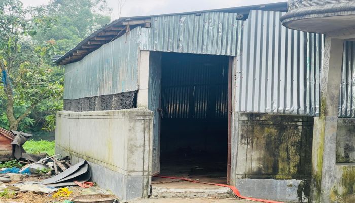 গুরুদাসপুরে গোয়ালঘরে হানা, এক রাতেই ৩ গরু চুরি