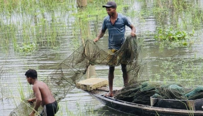 চলনবিলে মাছ ধরার উৎসব, নিষিদ্ধ চায়না জাল নিয়ে বাড়ছে উদ্বেগ