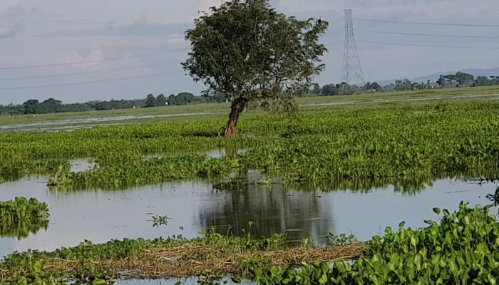 বুরো তলিয়ে যাওয়ার পর এবার কাওয়াদীঘি হাওরে পাউবোর অবহেলায় হাজারও হেক্টর আমন রোপন অনিশ্চিত