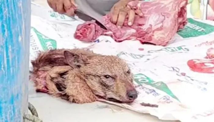 খোলা বাজারে শিয়ালের মাংস বিক্রি, ৫ হাজার টাকা জরিমানা