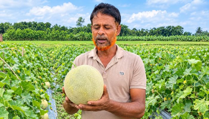 জীবননগরে প্রথমবার বাণিজ্যিকভাবে সাম্মাম চাষ