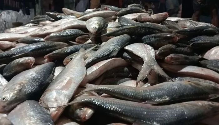 দুর্গাপূজা উপলক্ষে ইলিশ চায় ভারত, নিষেধাজ্ঞা প্রত্যাহারের আহ্বান