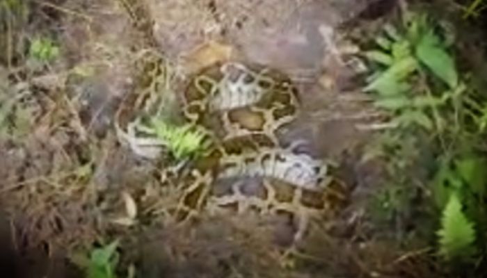 রাতে উদ্ধার, সকালে নিখোঁজ বিশাল অজগর, বনবিভাগের হেফাজত থেকে কীভাবে বেরিয়ে গেল, উঠছে প্রশ্ন