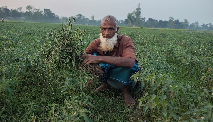 মাদারগঞ্জে মরিচখেতে অজানা আতঙ্ক, ফলনের আগেই সর্বনাশের শঙ্কা